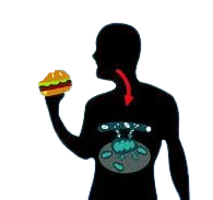 Šta je metabolizam?